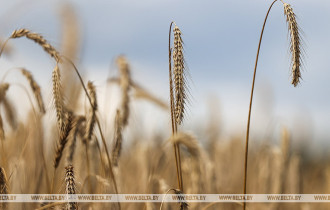 Фото: Белорусские аграрии намолотили 5 млн тонн зерна