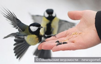 Фото: В центральном парке Гомеля будут кормить птиц