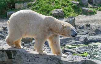 Фото: Новую популяцию белых медведей обнаружили в Гренландии