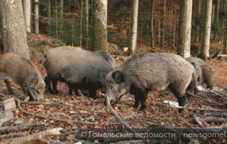 Фото: До 31 декабря разрешена загонная охота на диких животных