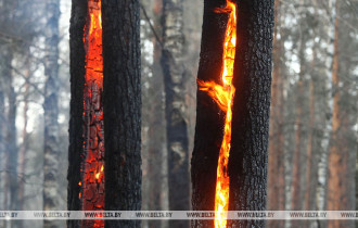 Фото: Лесной пожар на 2,1 га ликвидировали в Речицком районе