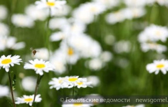 Фото: До 28 градусов тепла ожидается в Беларуси в воскресенье