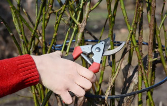 Фото: Советы садоводу: как правильно обрезать розы