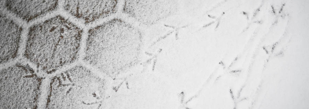 ФОТОФАКТ: первый снег в Гомеле