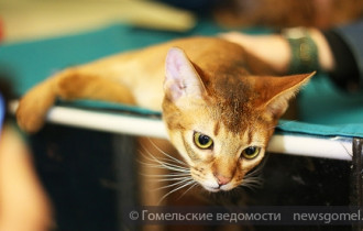 Фото: В Гомеле прошла выставка кошек