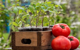 Фото: Все этапы правильного выращивания рассады помидоров