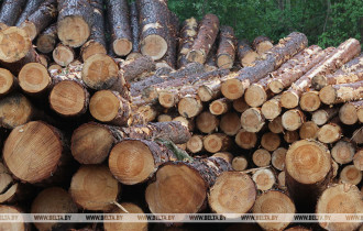 Фото: В Гомельском районе за продажу древесины мимо кассы и взяточничество задержан лесничий