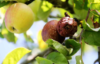 Фото: Что делать, если яблоки гниют на дереве