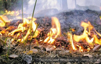 Фото: С начала этого года в Гомельском регионе зафиксировано 33 случая возгорания в экосистемах