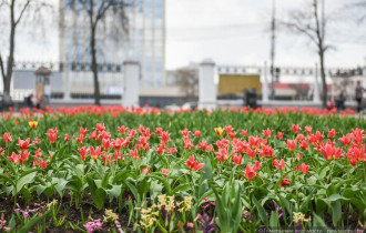 Фото: В гомельском парке расцвели тюльпаны