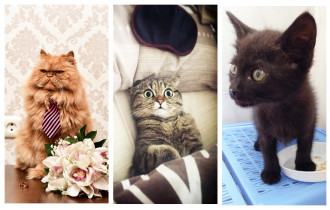 Фото: Названы победители конкурса на самого обаятельного кота