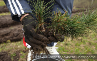 Фото: Гомельская молодежь присоединится к акции "Дерево мира"