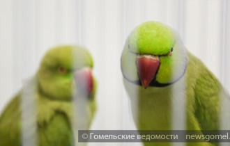 Фото: В Гомеле открылась выставка экзотических птиц