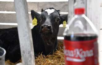 Фото: Это не шутки: белорусским коровам начали давать "Бела-Колу" – видео