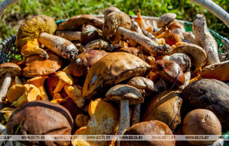 Фото: В Гомельской области зарегистрировано восемь случаев отравления грибами