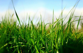Фото: уДАЧНЫЕ СОТКИ. Советы новичкам: когда трава приносит пользу?