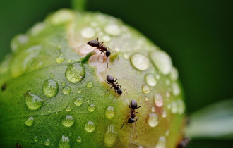 Фото: Ученые сосчитали всех муравьев, живущих на Земле