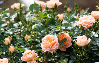 Фото: Советы садоводу: как отличить розу от шиповника