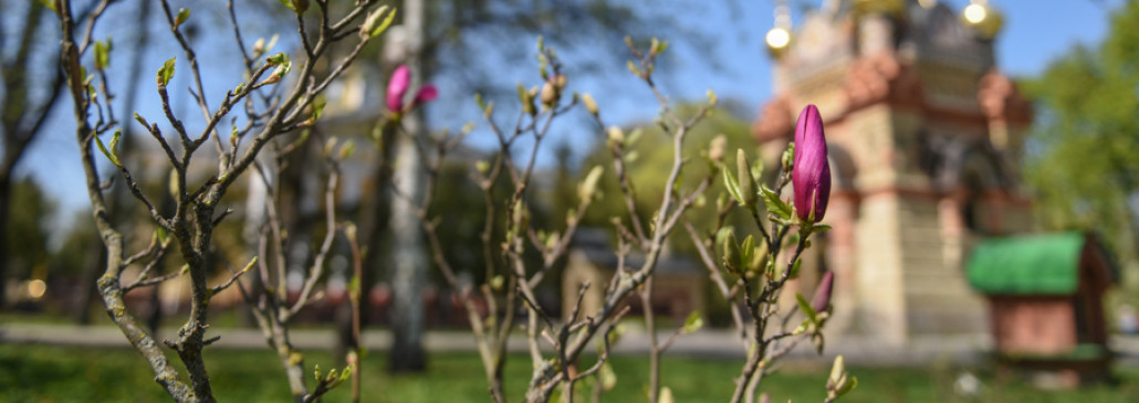 Фотофакт: в гомельском парке цветёт магнолия