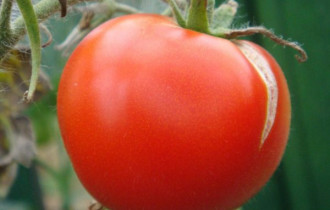 Фото: уДАЧНЫЕ СОТКИ: как предотвратить появления трещин на томатах?