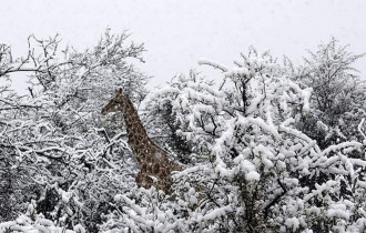 Фото: Жирафы на фоне зимних пейзажей. В Южной Африке выпал снег