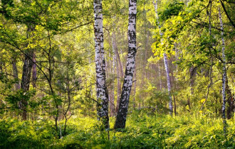 Фото: Под запретом: леса в четырех районах Беларуси до сих пор нельзя посещать. Все они на Гомельщине