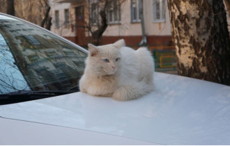 Фото: ГАИ предупредило автолюбителей о котиках под капотом