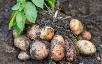 Фото: Какой лучший сидерат для картофеля