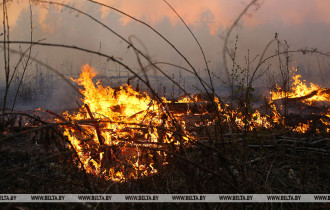 Фото: В Беларуси за сутки потушены 5 лесных пожаров