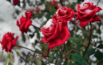 Фото: Как подготовить розу к зиме