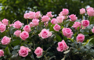 Фото: уДАЧНЫЕ СОТКИ: поливы и подкормки не помогают, розы чахнут на глазах. Почему?
