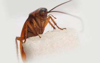 Фото: Нечистоплотные соседи одни, а от тараканов страдает весь дом. Что можно сделать в такой ситуации?