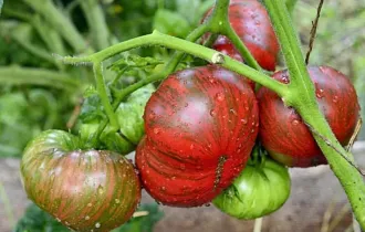 Фото: уДАЧНЫЕ СОТКИ. Что такое томатные гномы и как их правильно выращивать?