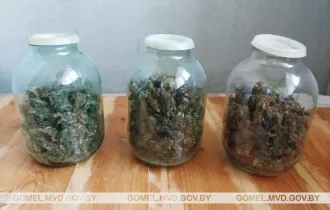 Фото: Задержаны двое гомельчан, выращивающих марихуану в домашних условиях