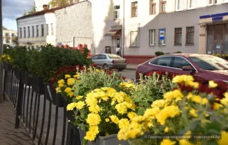 Фото: А в Гомеле хризантемы цветут