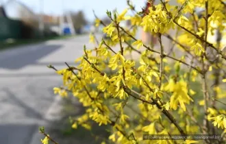 Фото: Блиц "В". Какой уголок Гомеля, по вашему мнению, пропитан романтикой?  