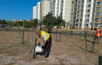 Фото: В Центральном районе поливают деревья