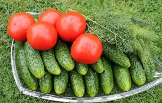 Фото: уДАЧНЫЕ СОТКИ: расскажем, можно ли садить вместе томаты и огурцы