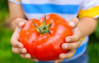 Фото: уДАЧНЫЕ СОТКИ. И будут томаты с кулак: рассказываем о лучших удобрениях