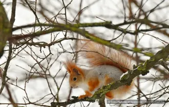 Фото: 17 декабря: народные приметы и традиции, что можно и нельзя делать