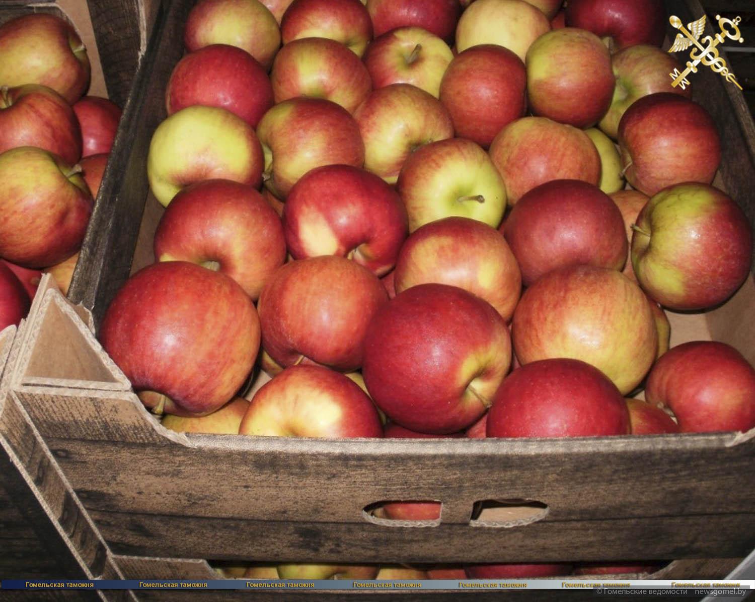 Купить яблоко недорого. Яблоня Лигол. Лиголь яблоки сорт. Ящик с яблоками. Яблоки в коробке.