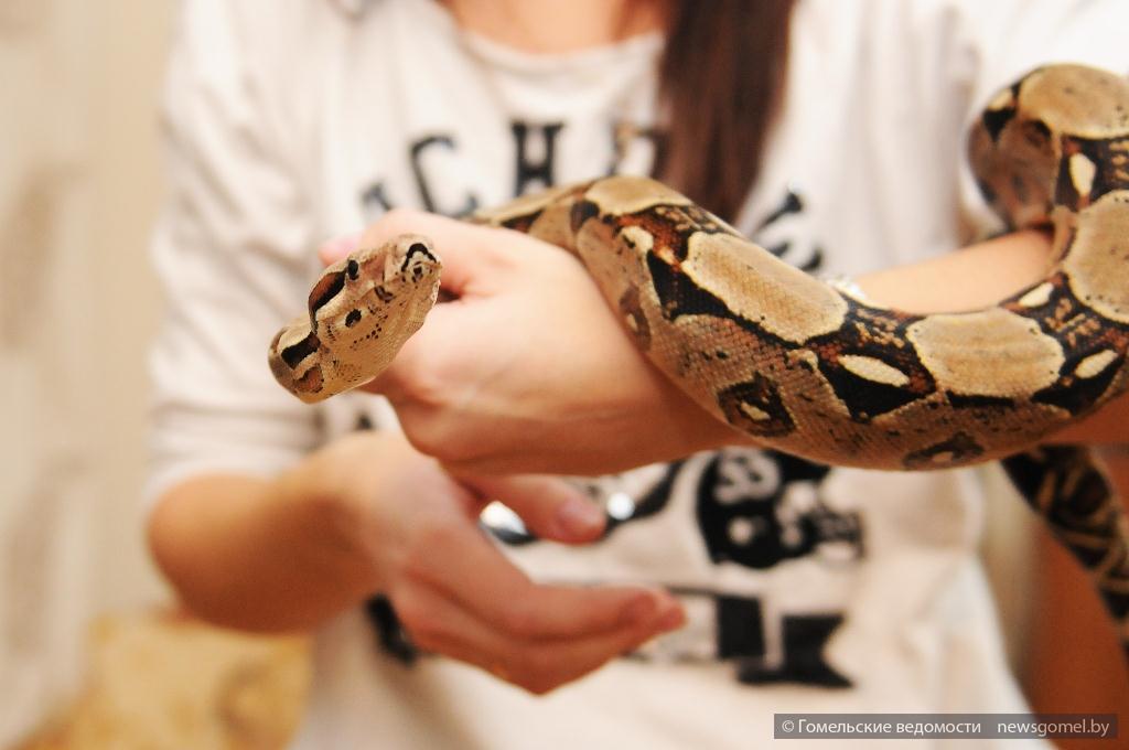 Ребенок держит змею. Фотосессия со змеей. Девушка держит змею в руках. Змея фото.