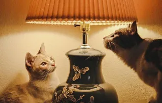 Фото: По каким адресам в Гомеле 4 марта будет отключено электричество