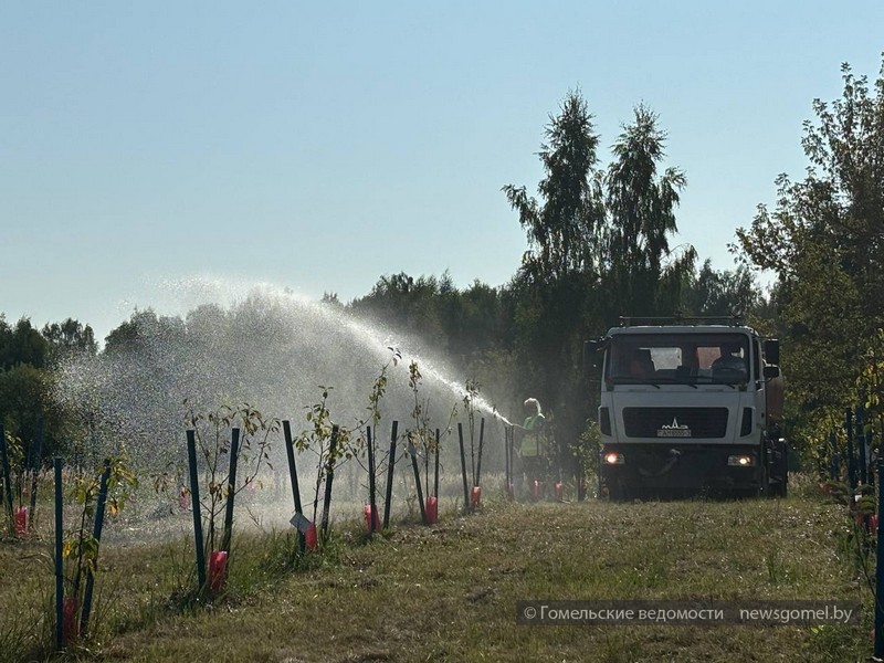 Фото: Средняя школа Nº74 поддержала акцию «Полей дерево - спаси ему жизнь»