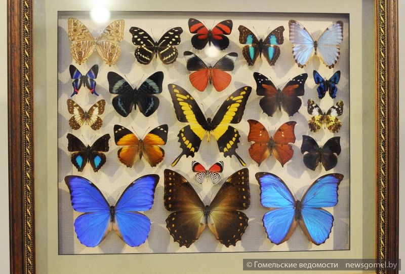 Фото: Выставка бабочек открылась в Гомеле
