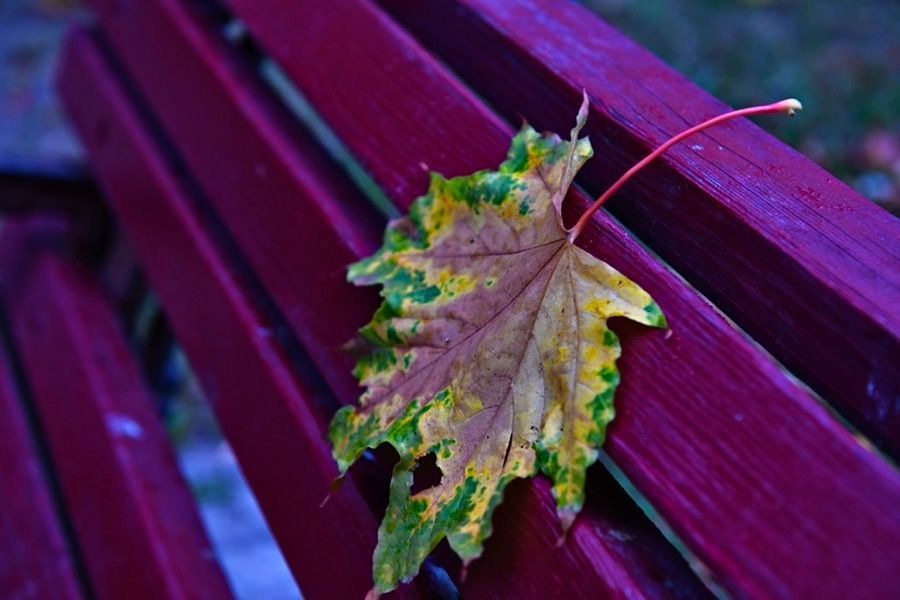 Фото: Колонка главного редактора. Осень, осень, ну давай у листьев спросим...