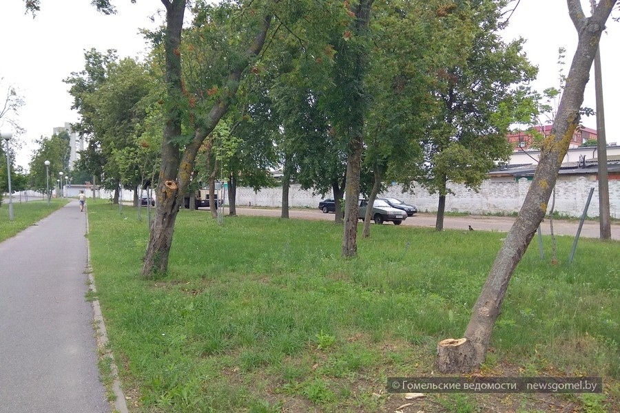Фото: По улице Серёгина непорядок устранён: ветки спилены, деревья убраны