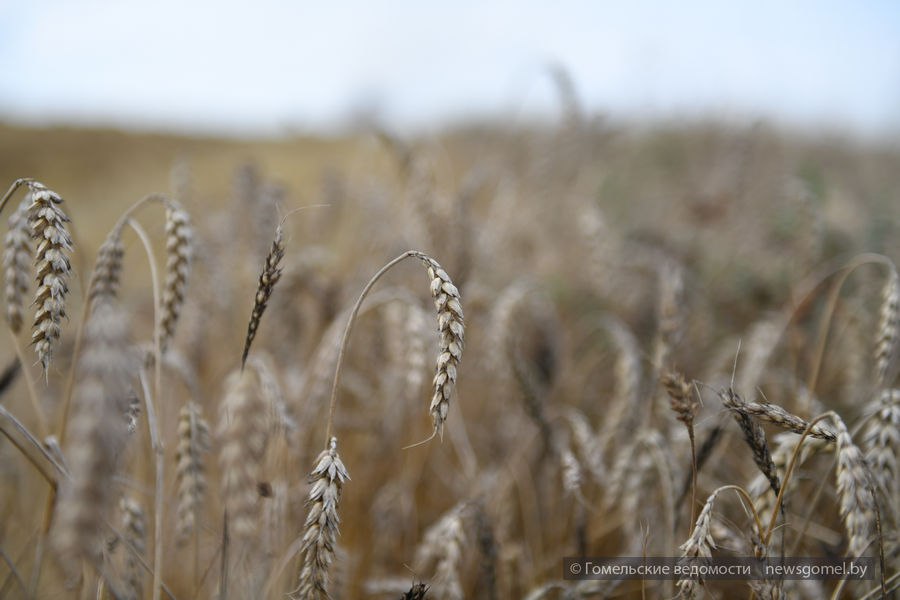 Фото: Созревший колос ждать не будет: гомельчане помогают на отвозке зерна Жатва – 2024 