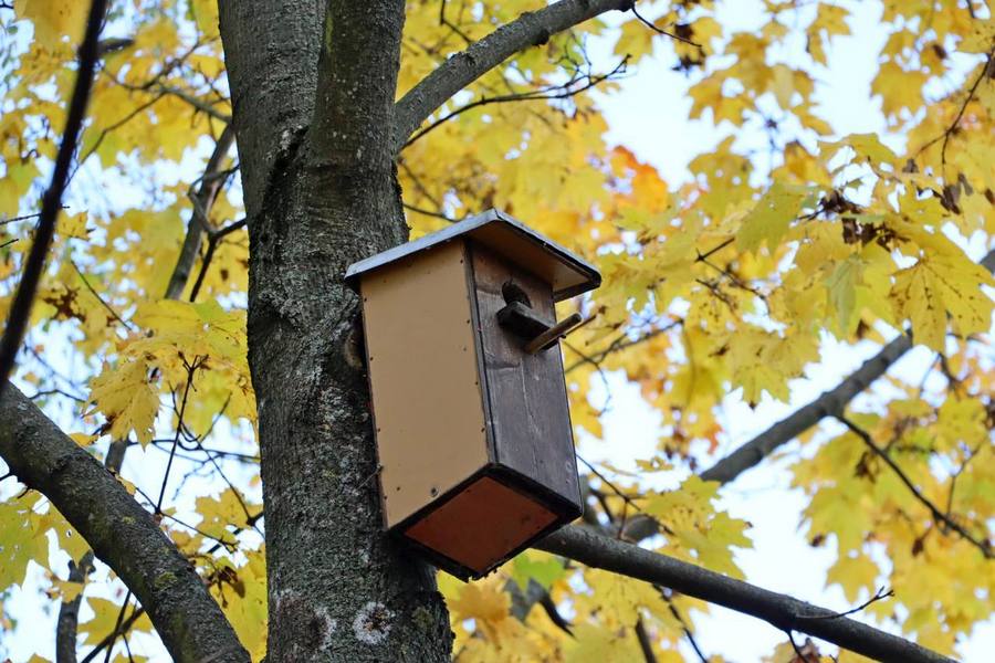 Фото: Как гомельчане заботятся о птицах в холодное время года