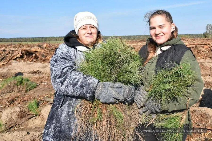 Фото: Около 100 тысяч сосёнок и берёзок высажены жителями Гомеля и Жлобина